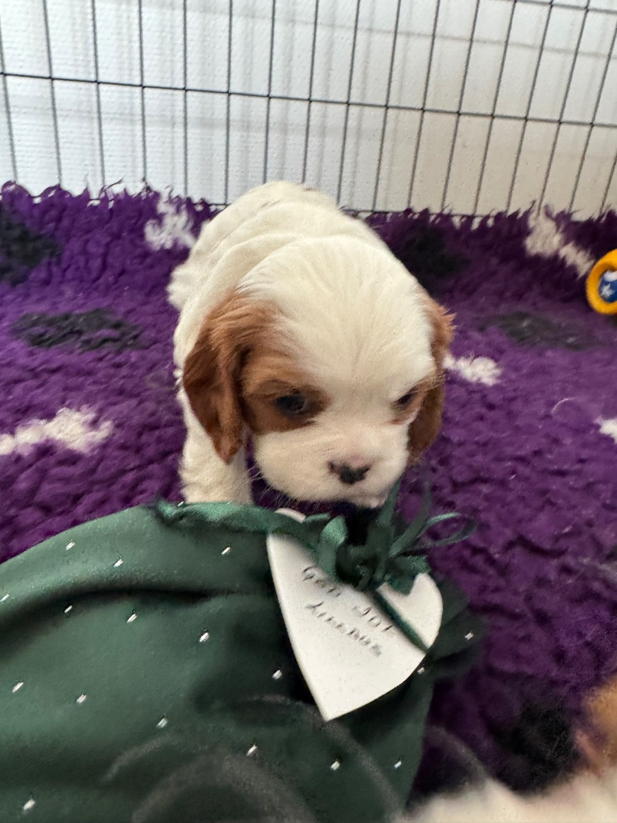 Cavalier King Charles Spaniel