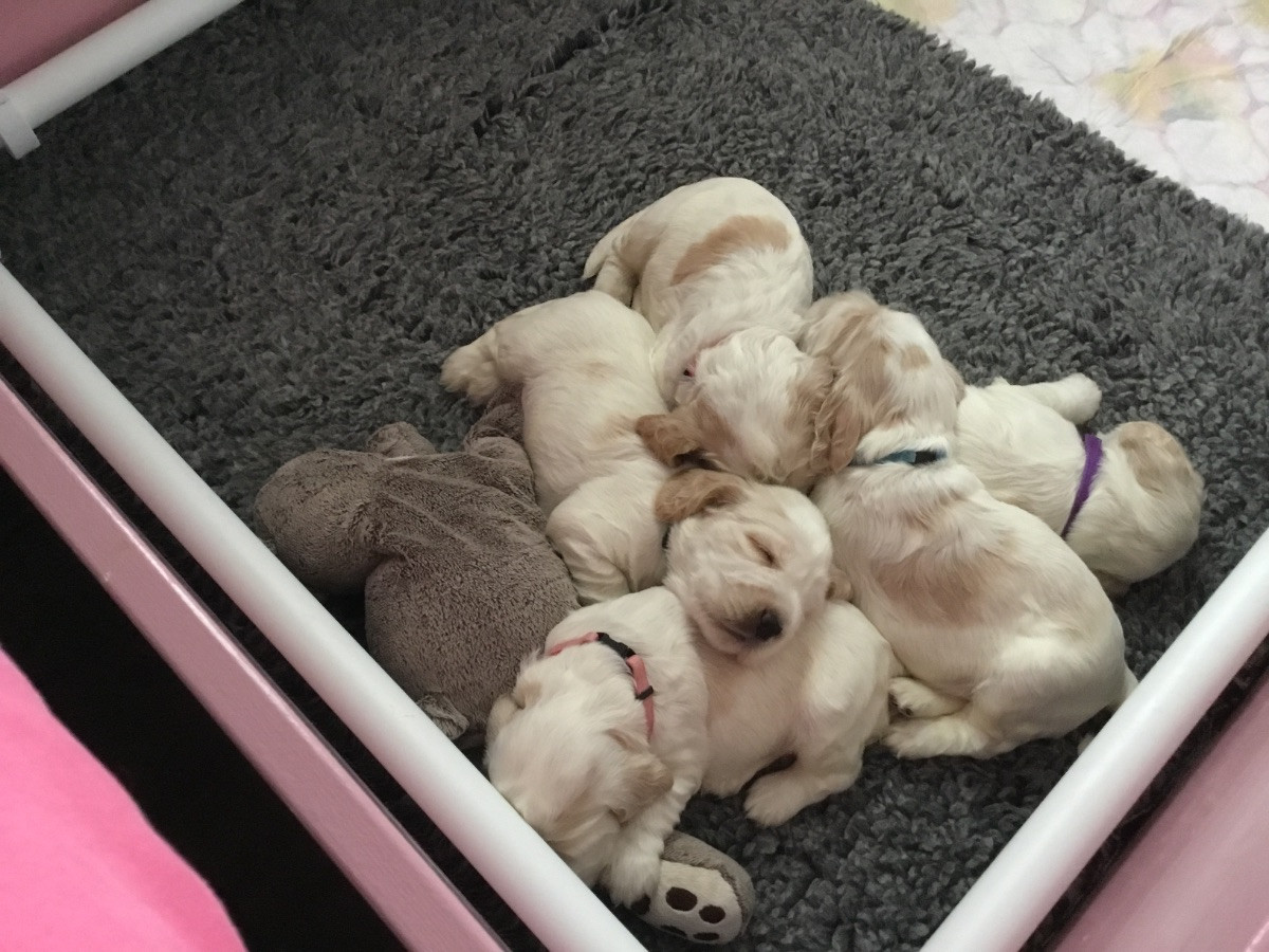 Goldentassen’s Kennel
