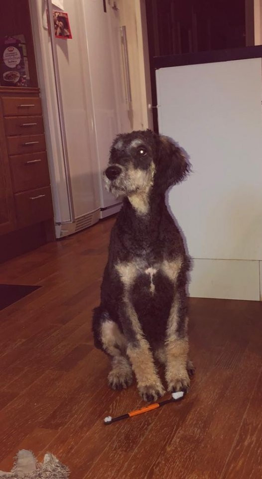 Bernedoodle