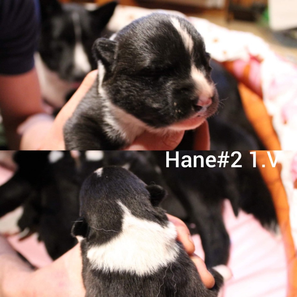 Karelian Bear Dog
