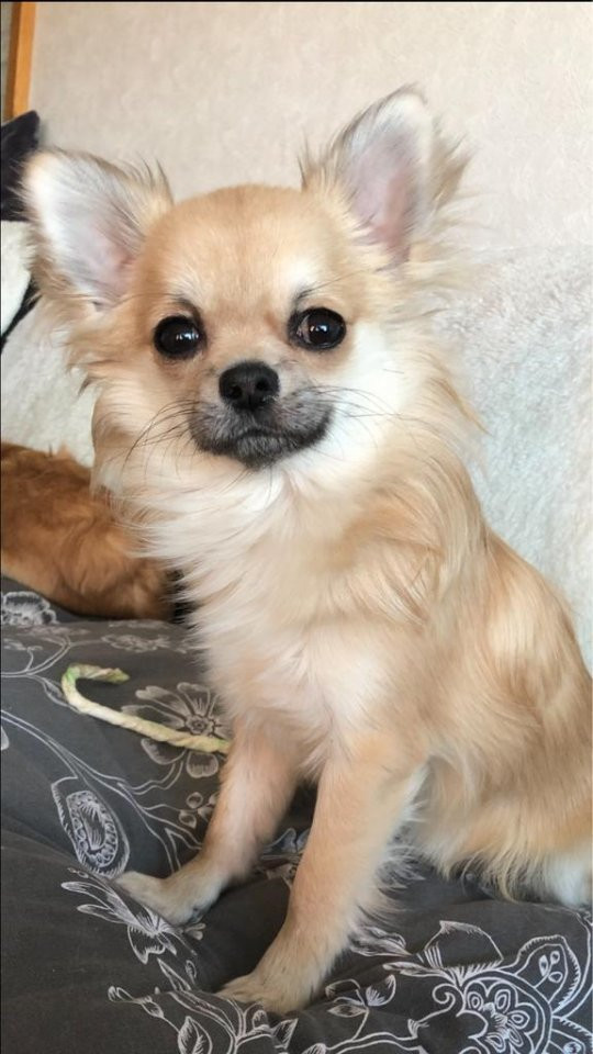 Mini chipette