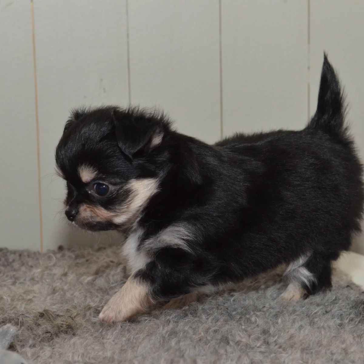Chihuahua