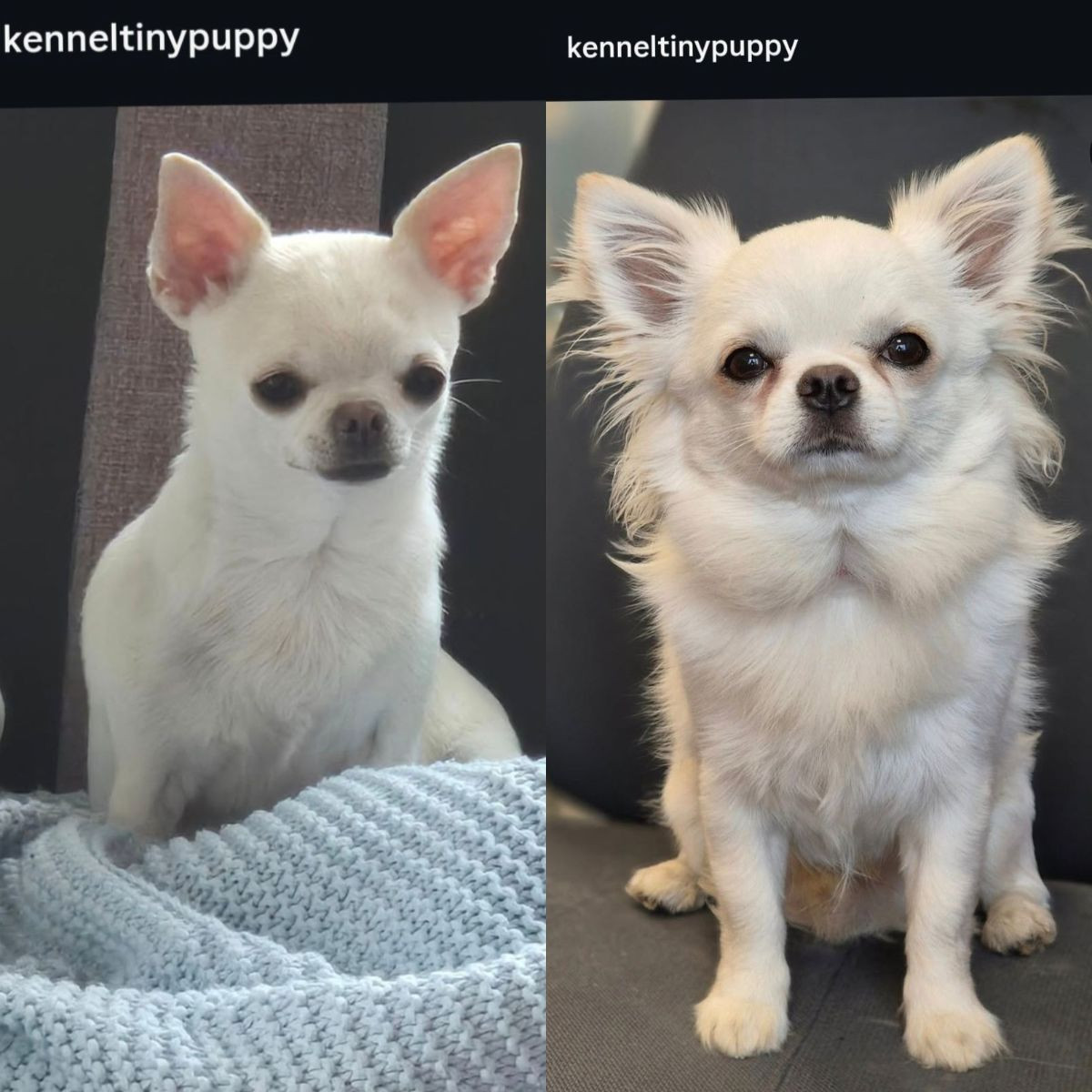 Tiny Puppy