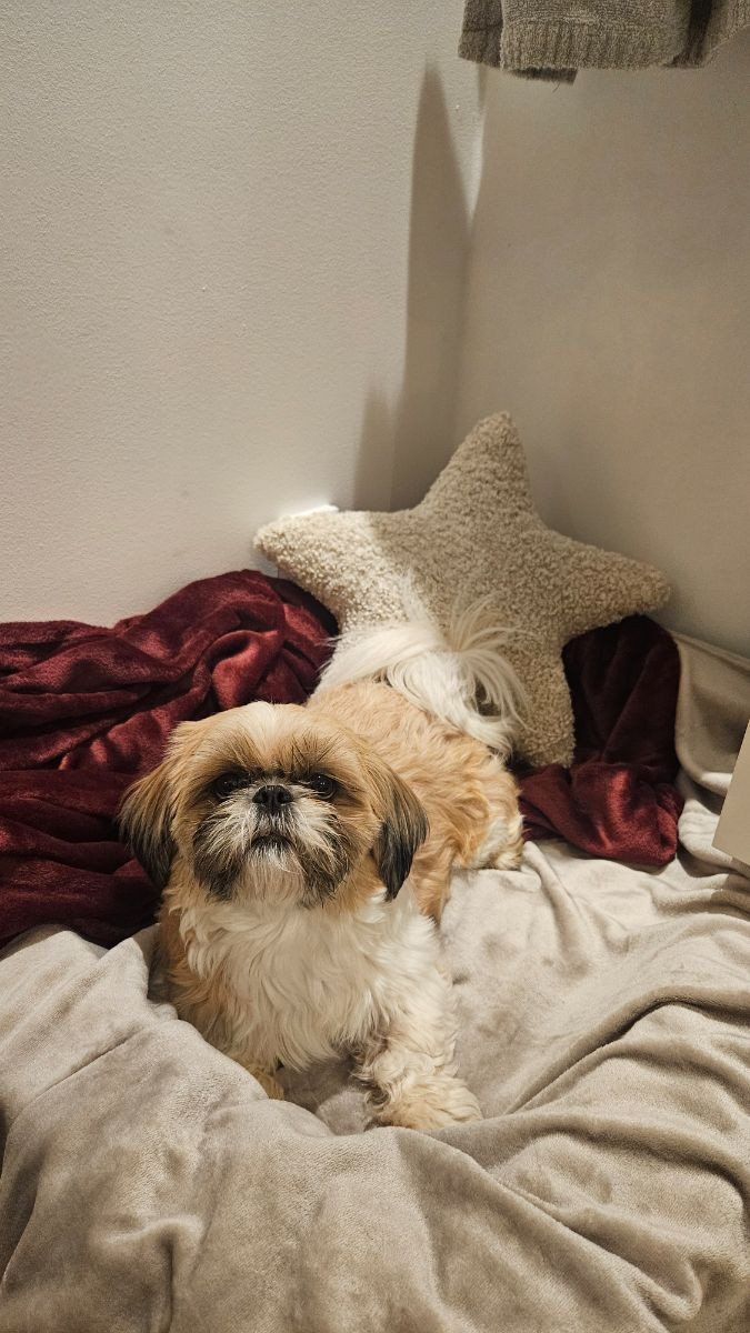 Shih Tzu