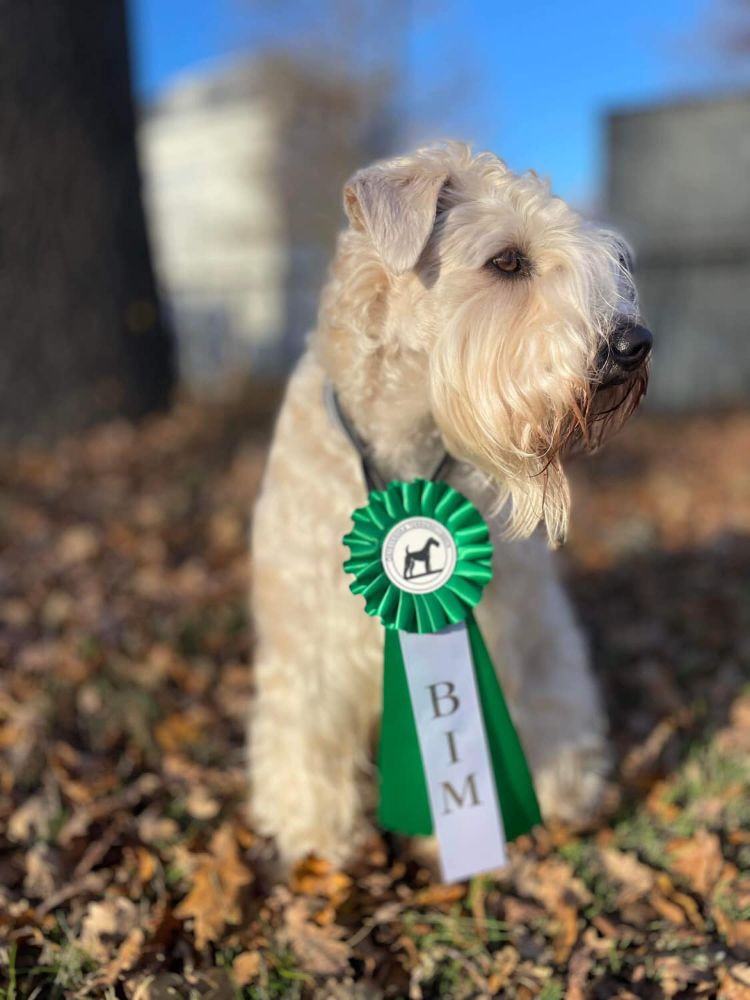 Irish Soft Coated Wheaten Terrier
