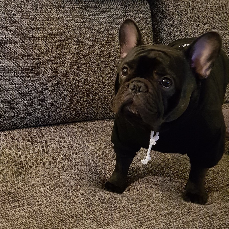 Los Dinegro's kennel