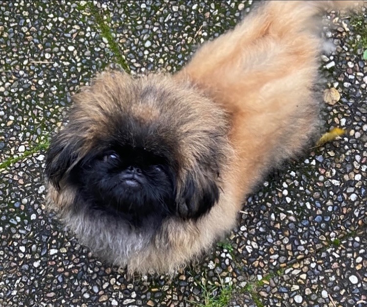 Pekingese