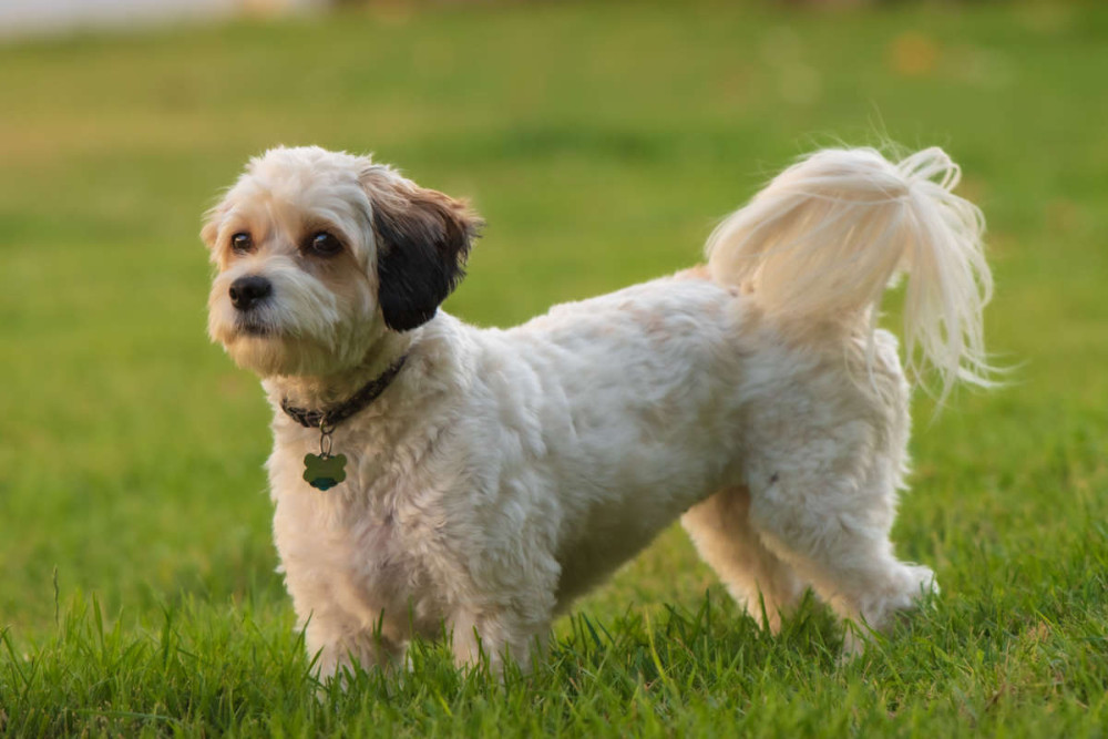 Cavachon