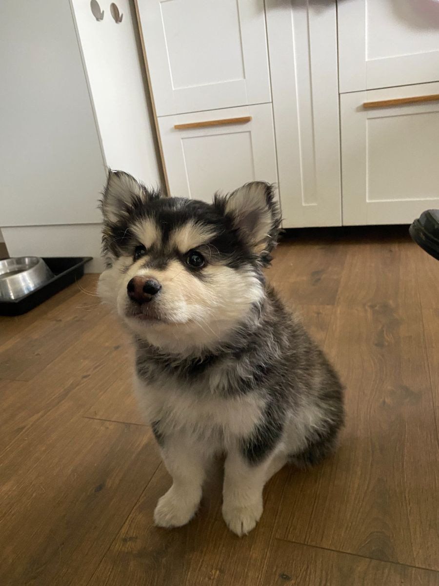Lappliisa