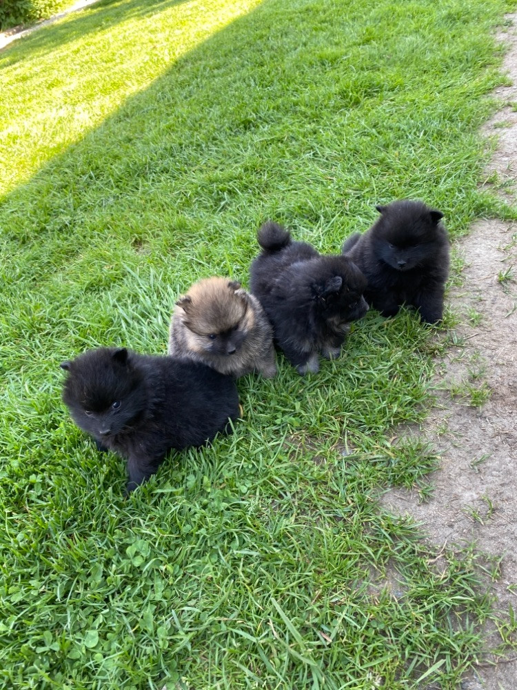 German Spitz – Mittelspitz