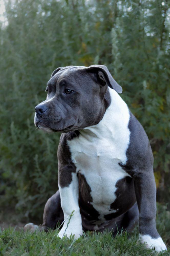 Redhouse Bully