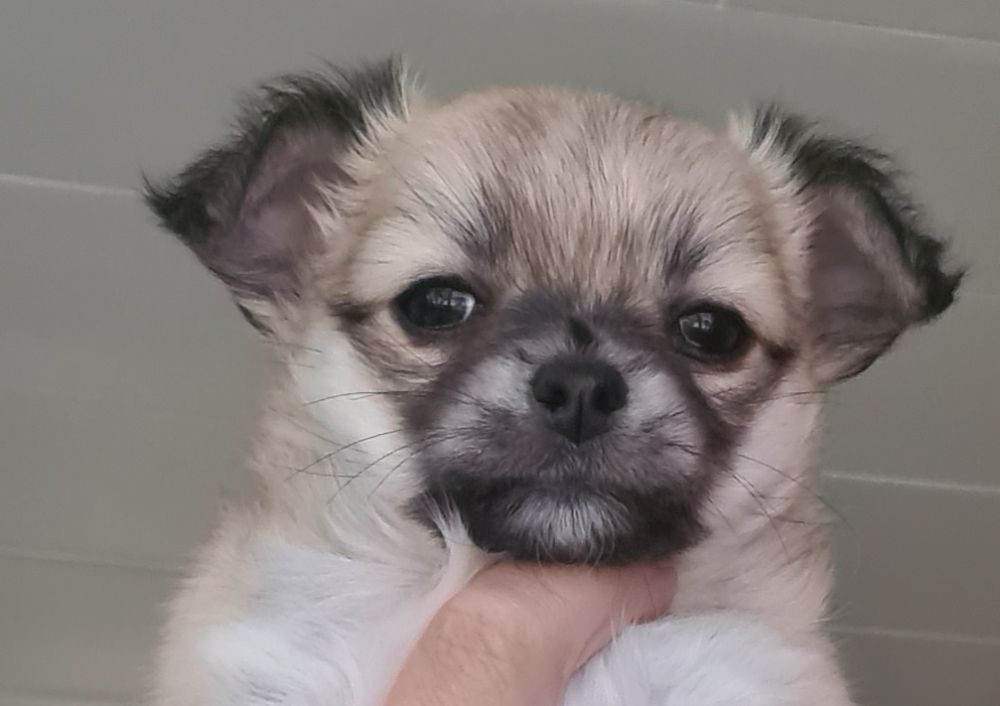 Glädjetorpets