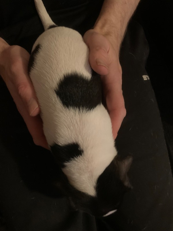 Danish Swedish Farmdog