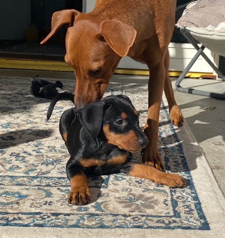 German Pinscher
