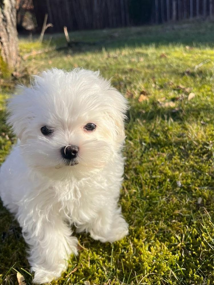 Puppies paradise