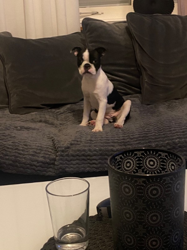 Bostonterrier