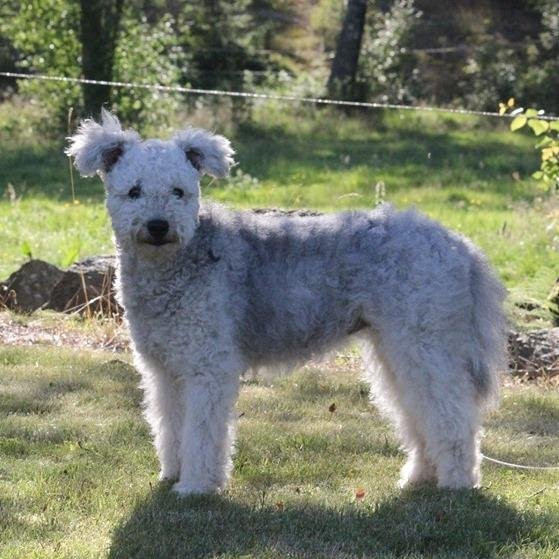 Cowettas bear dog kennel