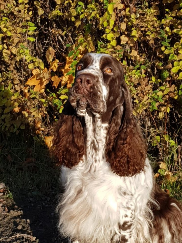 Kennel Larix