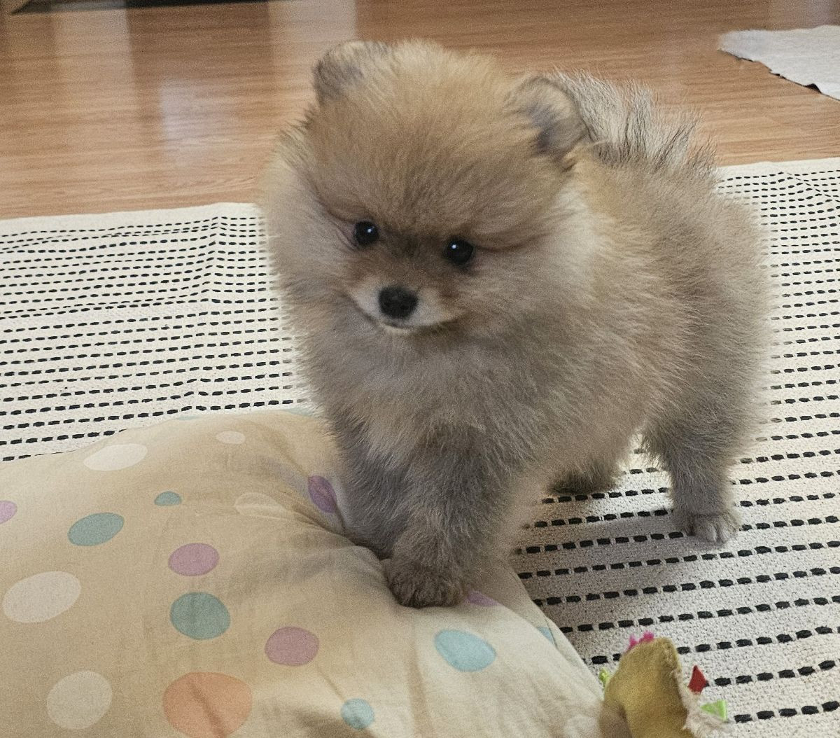 Pomeranian