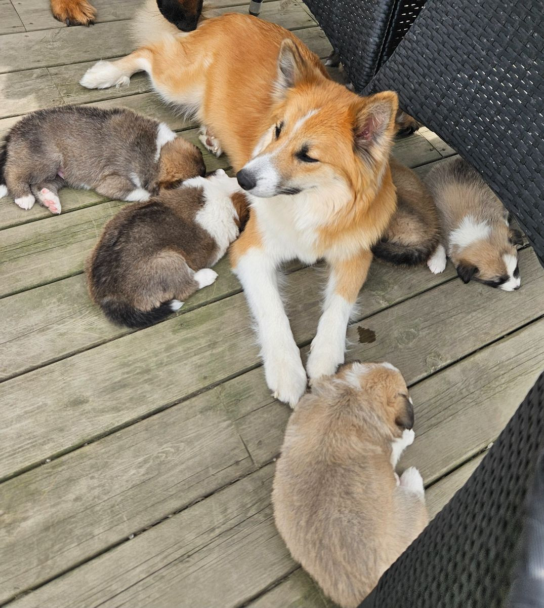 Islandsk fårehund