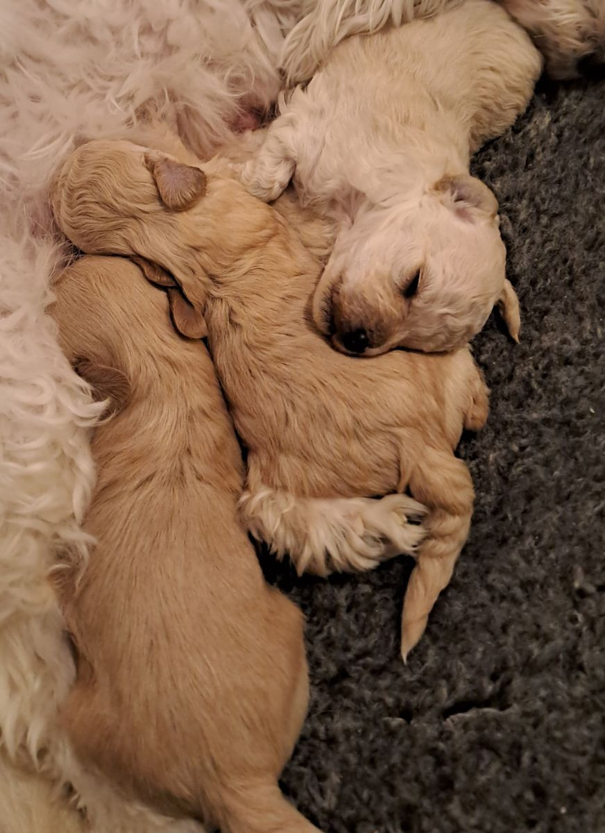 Maltipoo