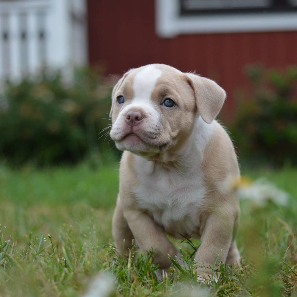 Redhouse Bully