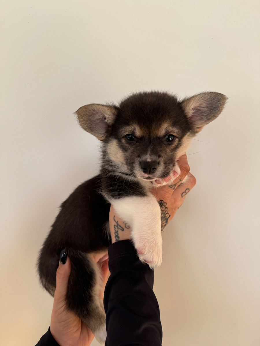 Balsbys corgi