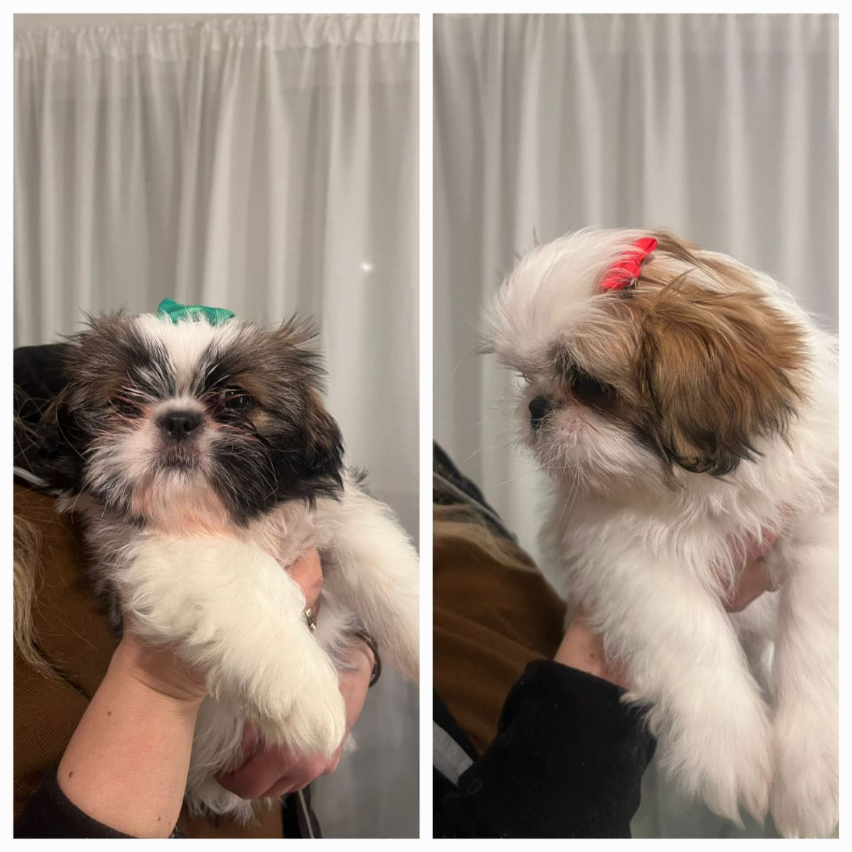 Shih Tzu · 2025-10-02 · Vårby · Beata C.