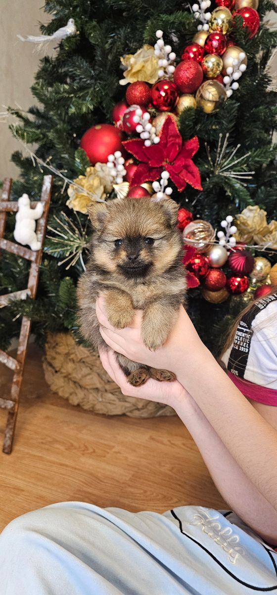 Pomeranian · 2025-11-21 · Enköping · Pomsik Rakaaig