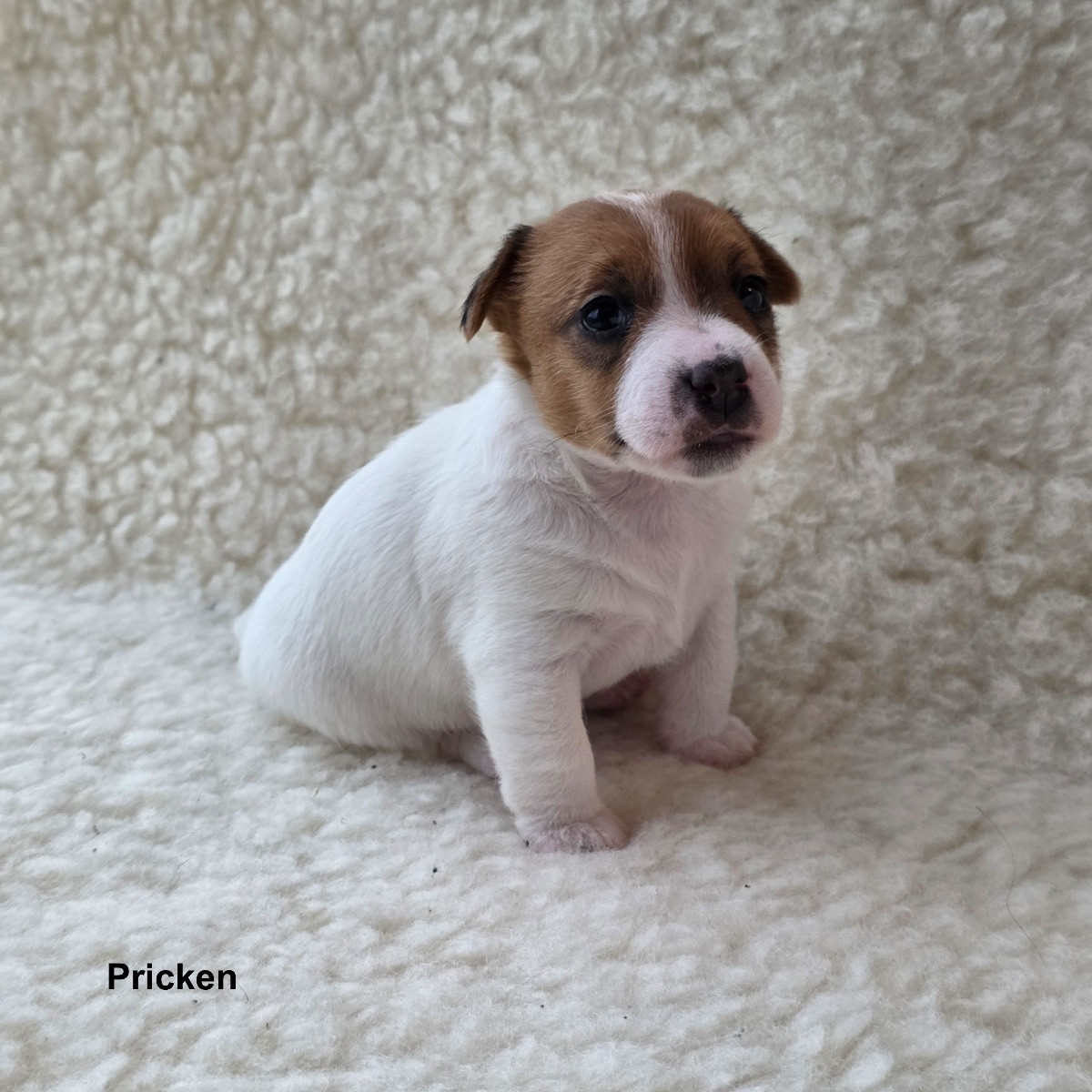 Jack Russell Terrier · 2025-11-21 · Värmdö · Ingela J.