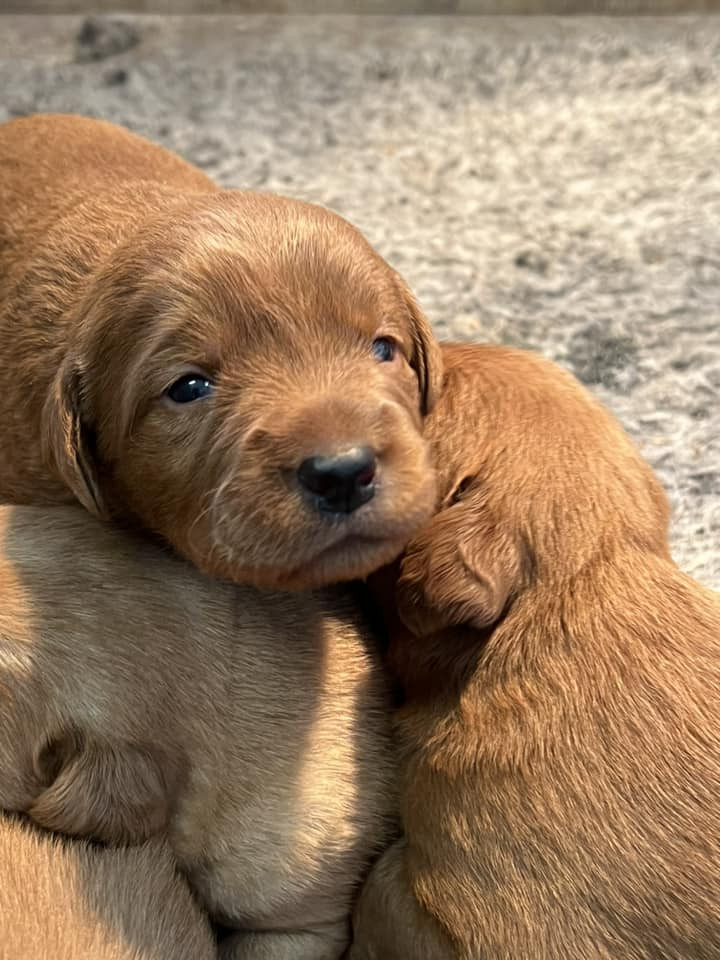 Isadoras Pudel och Cockerpoo