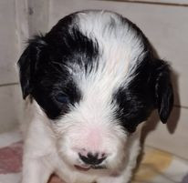 Kennel Macollie