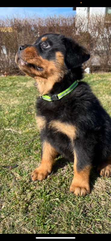 Black magnificents kennel