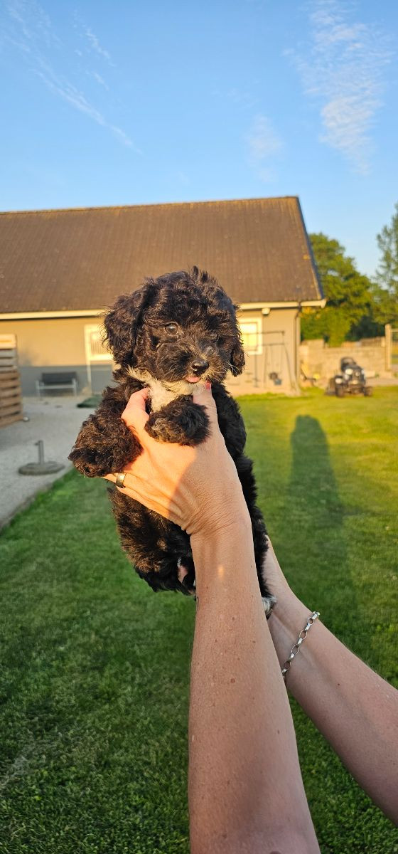 Maltipoo