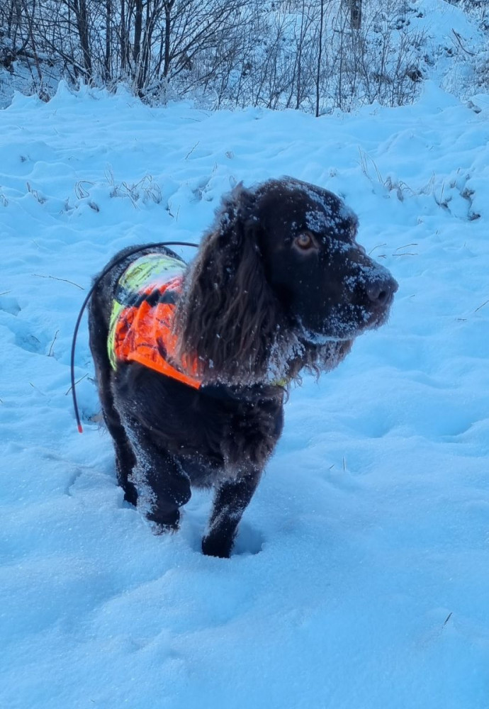 German Spaniel (Wachtelhund)