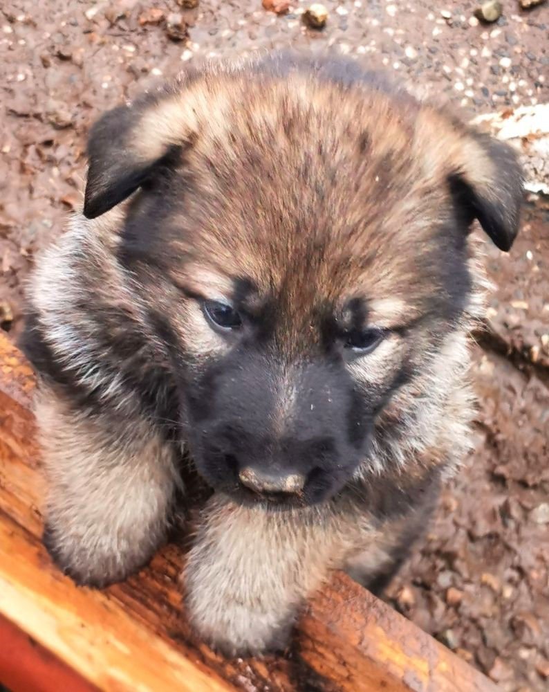 Kennel Snibor Anzi