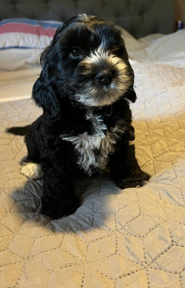 Royalcockerpoo