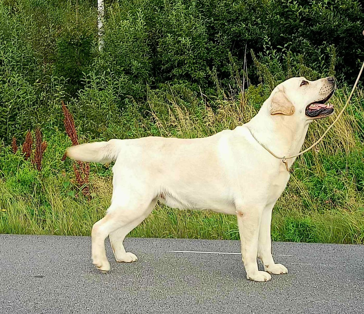 Svansviftarnas kennel