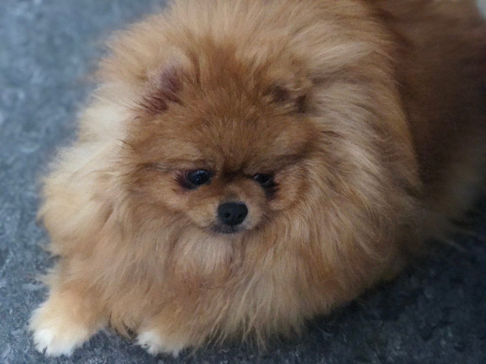 Fluffers