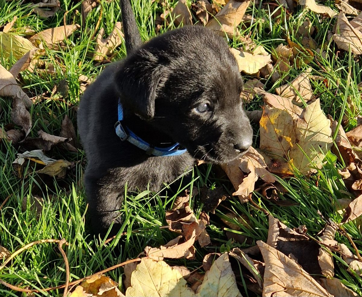 Labrador/shabrador