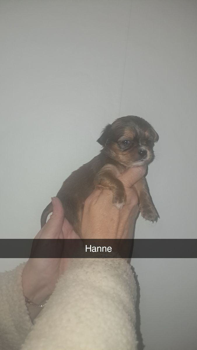 Chucuhvava med cavalier king carls · 2025-10-15 · Virsbo · Marika D.