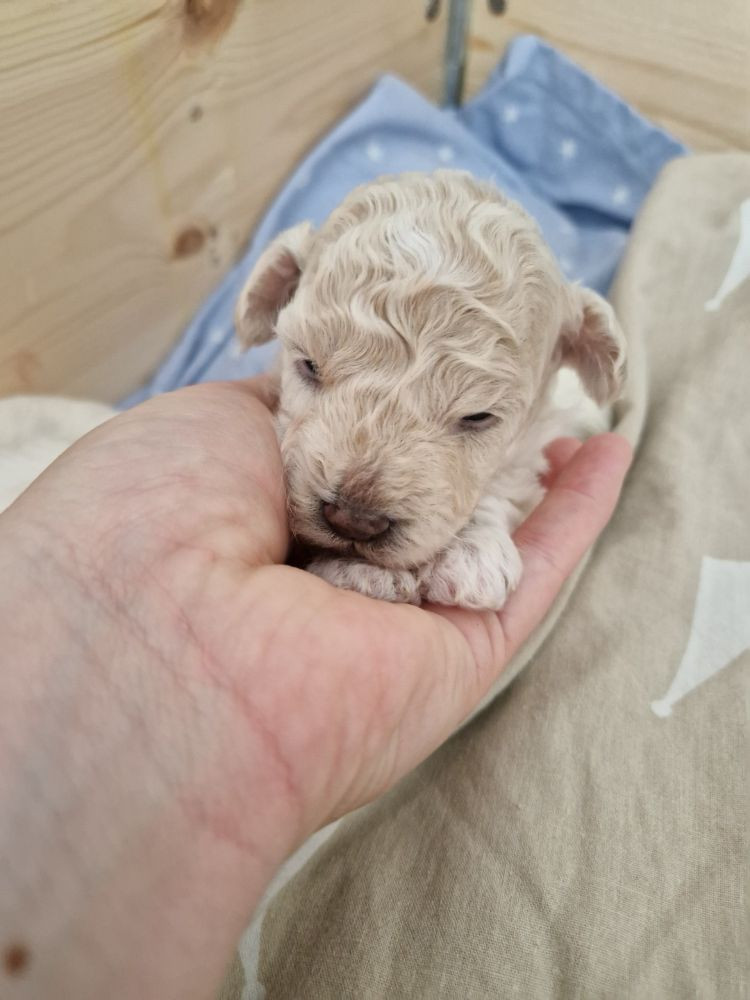 Maltipoo