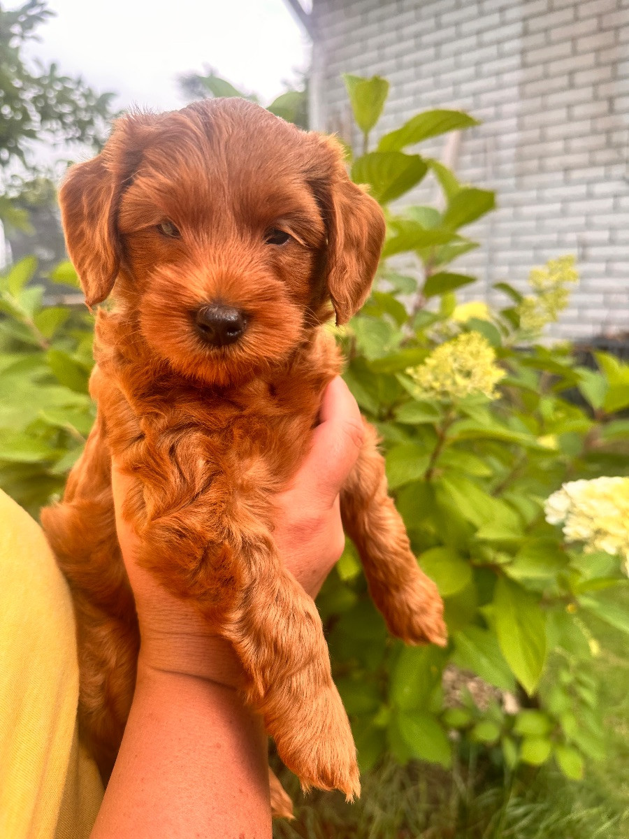 Australian Labradoodle · 2025-12-27 · Laholm · Anna E.