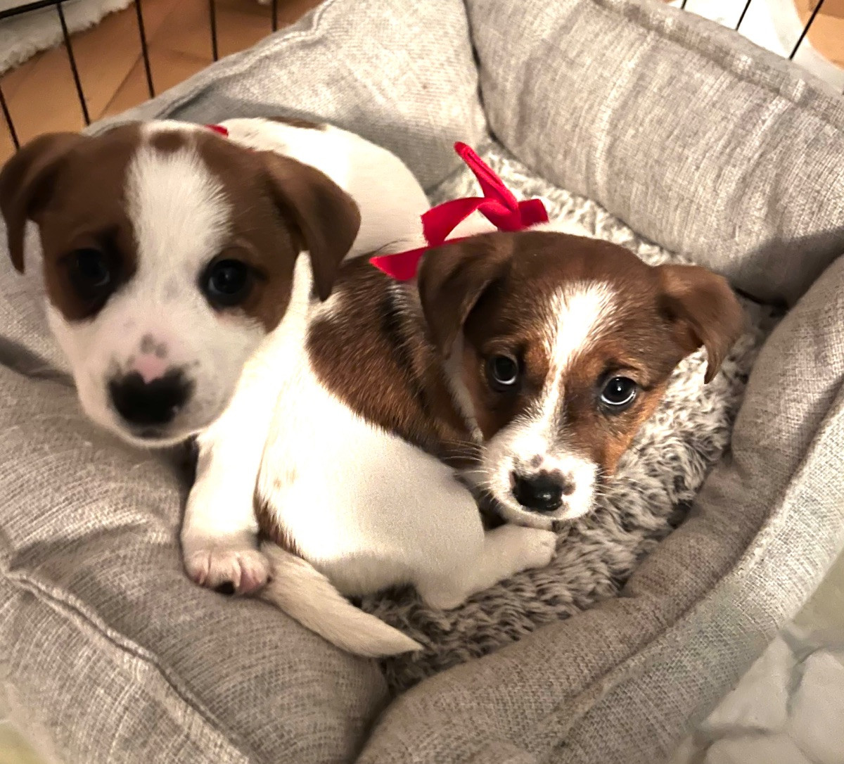 Jack Russell Terrier