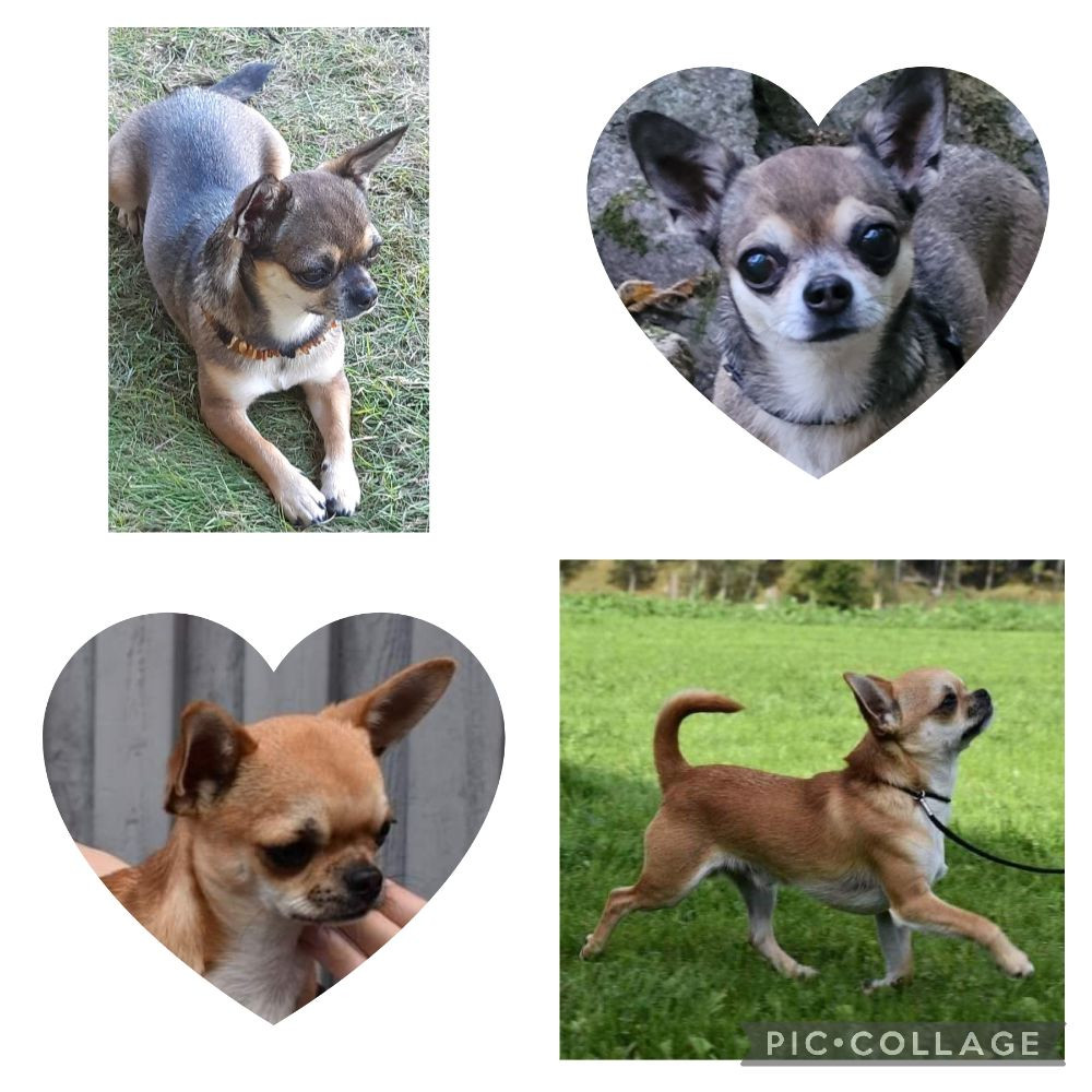 Chihuahua