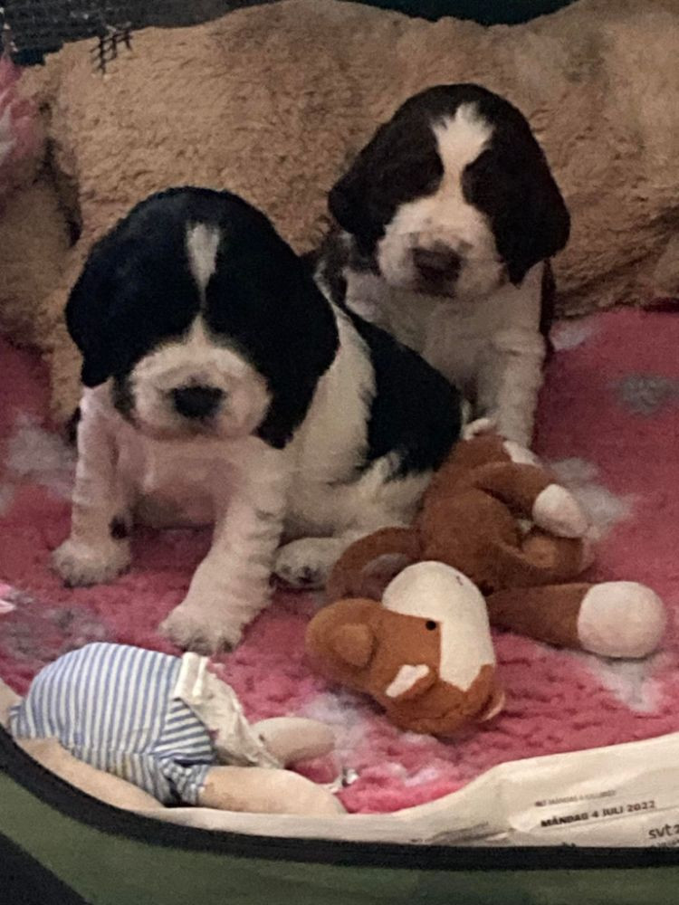 English Springer Spaniel