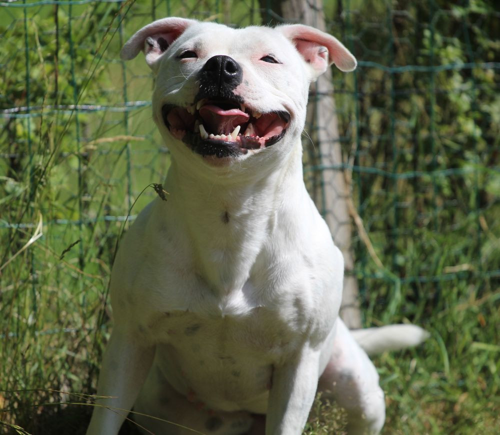 Tattmans kennel