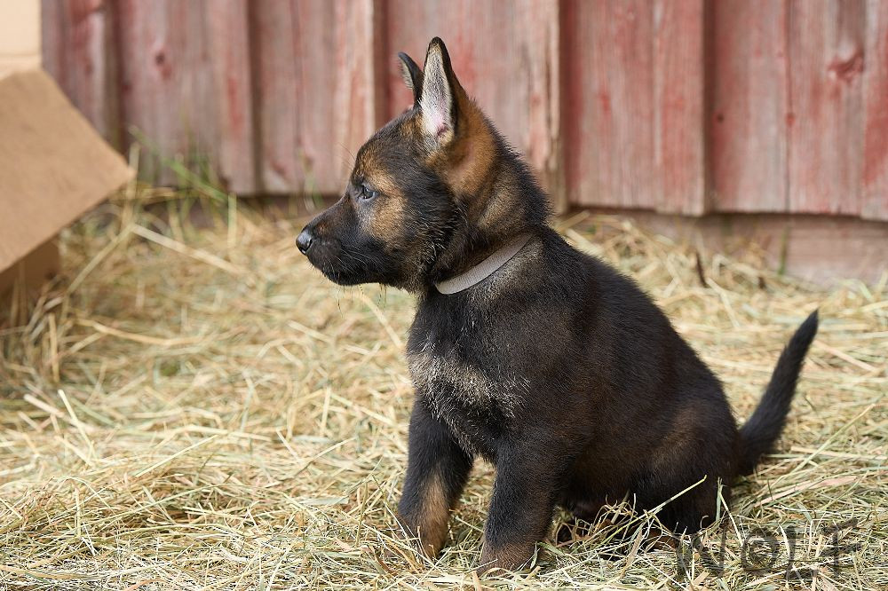 German Shepherd Dog