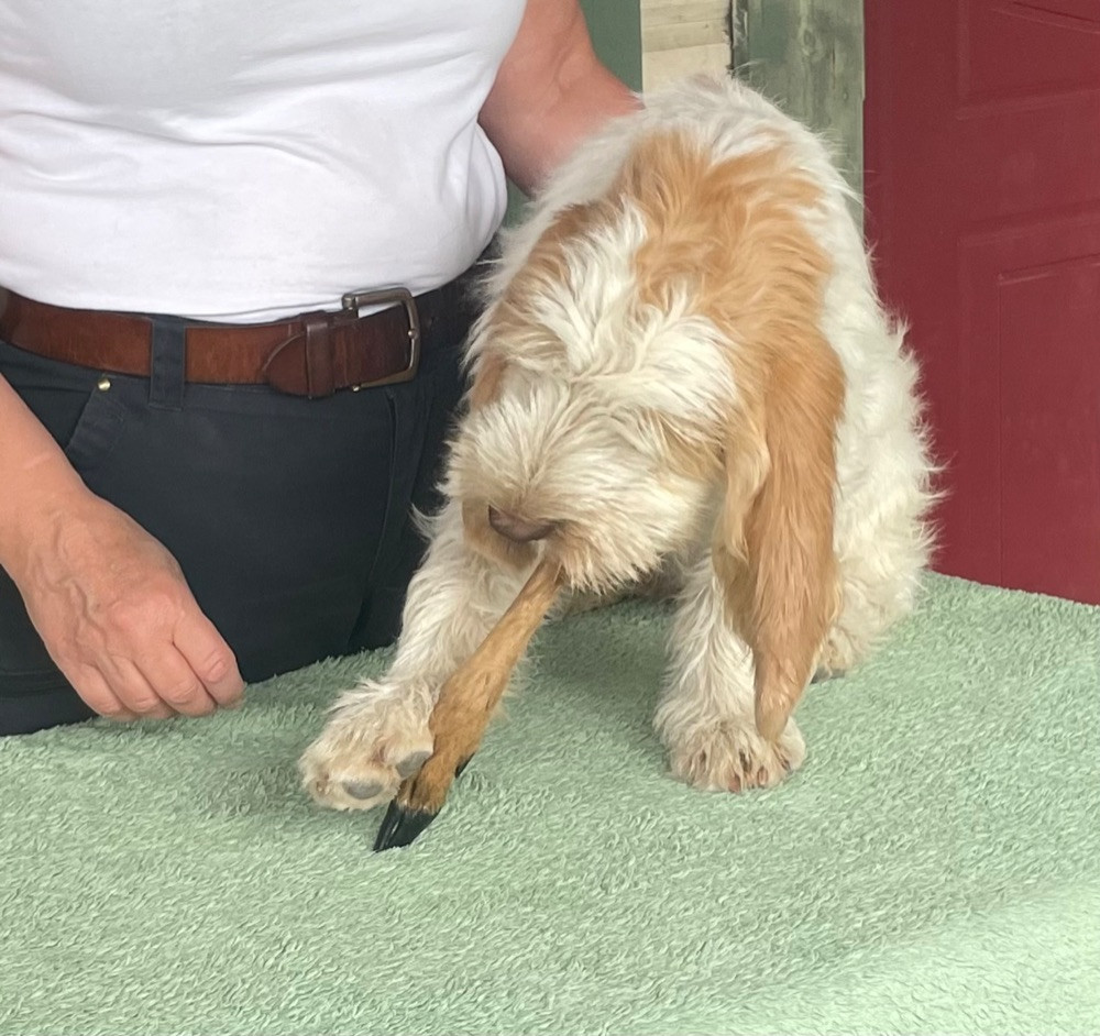 Grand basset griffon vendéen