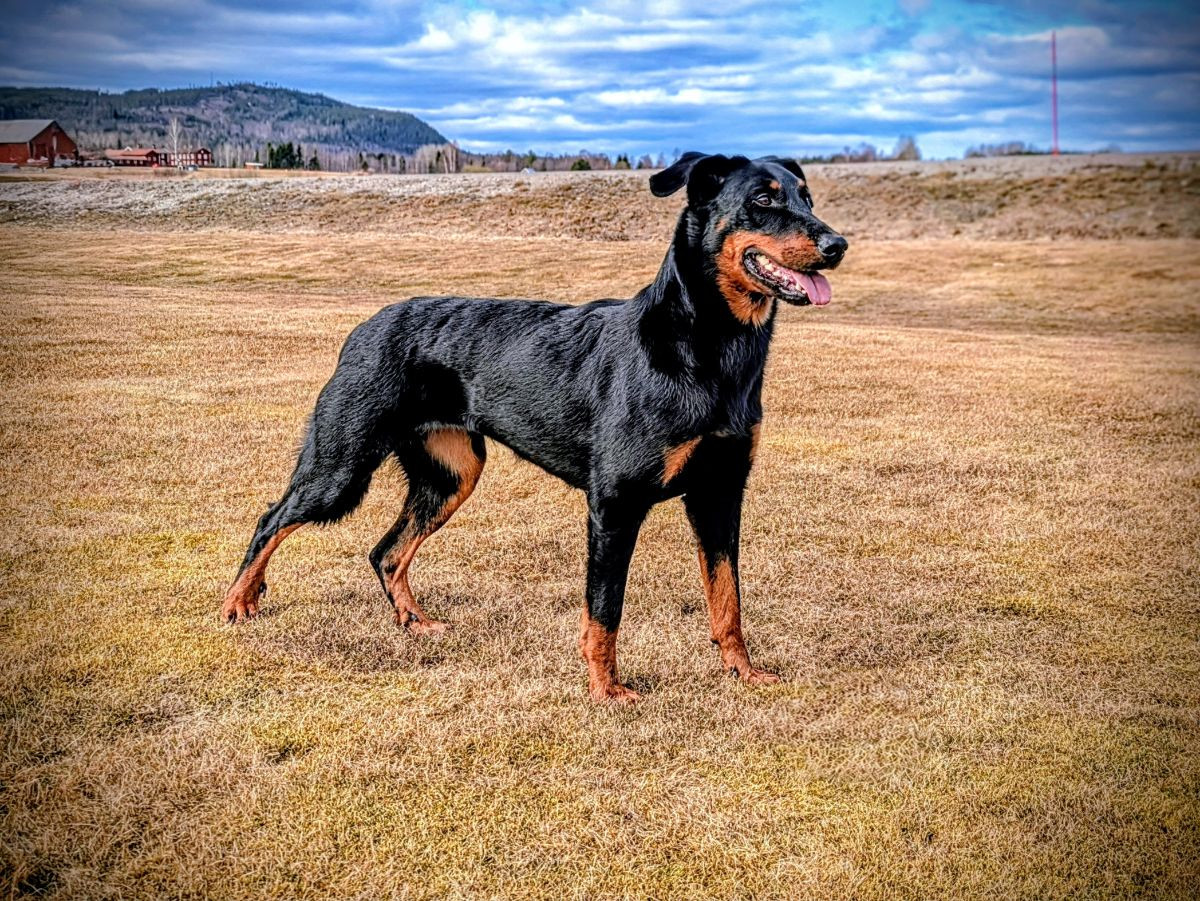 Agriper's Axa